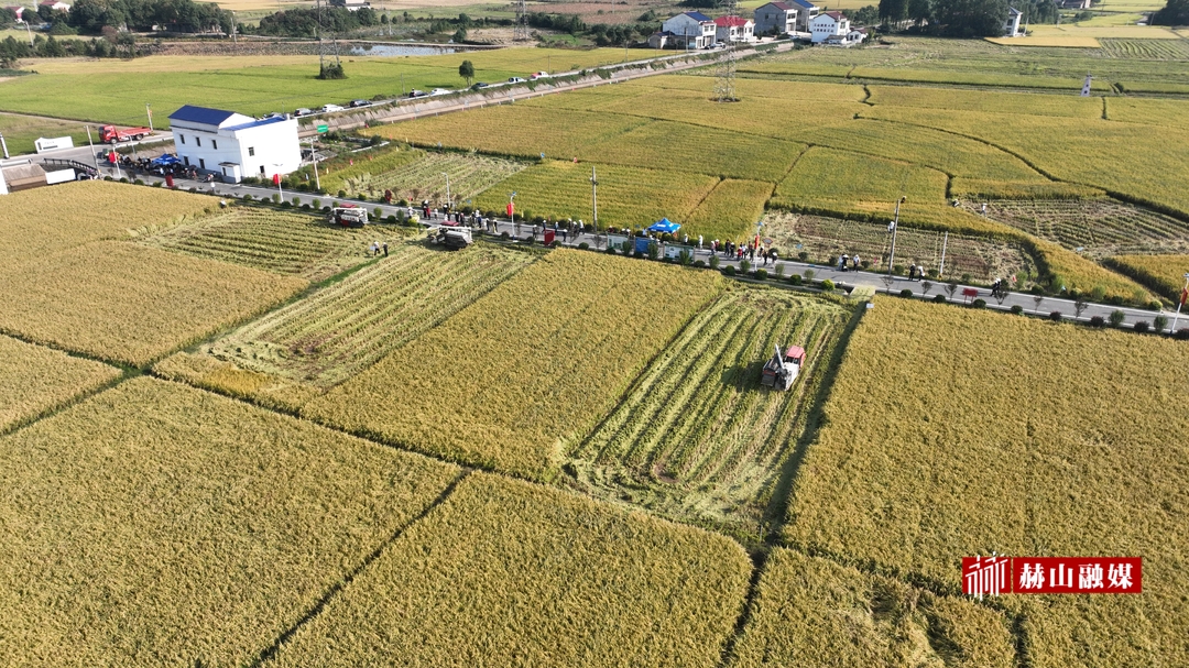 亩产突破830公斤！赫山区召开镉低积累水稻品种试验示范测产观摩会