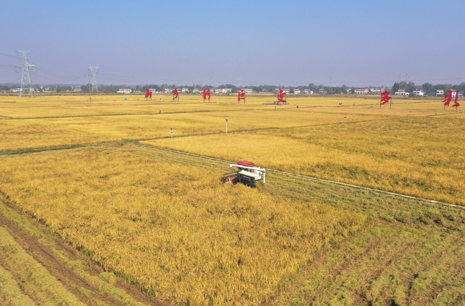 赫山区43.1万亩晚稻喜获丰收
