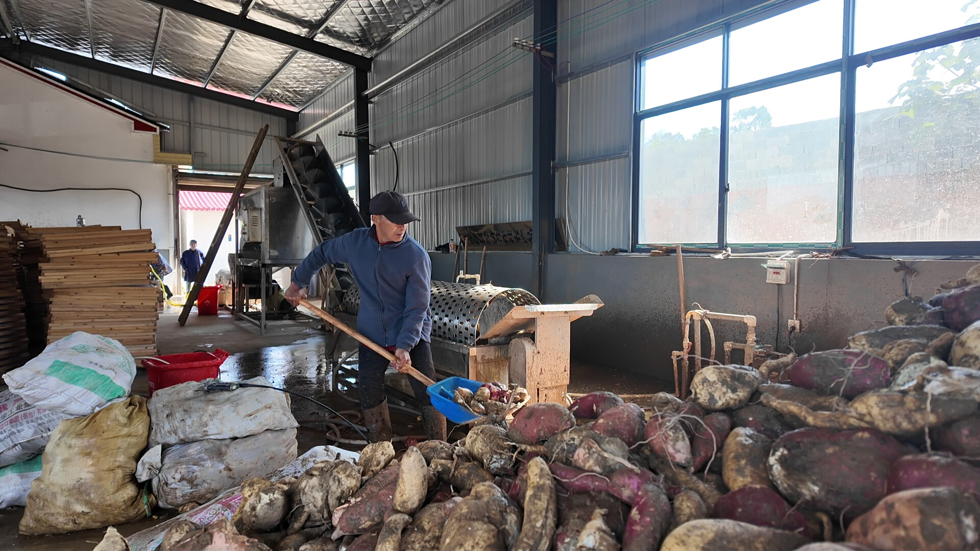 赫山区岳家桥镇：“小红薯”种出致富“大产业”