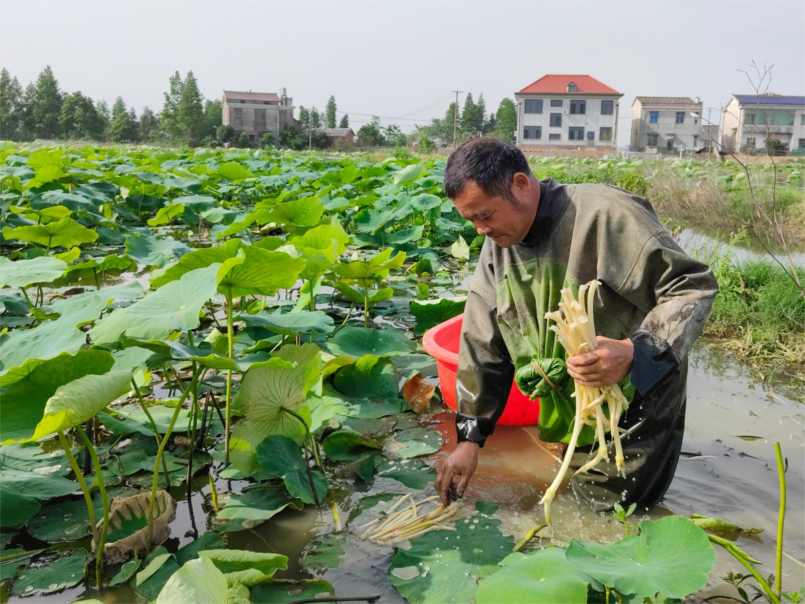 歐江岔鎮(zhèn)：鮮嫩藕尖“蓮”通致富路